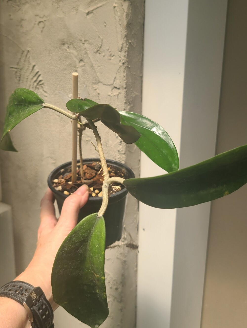 Hoya Rigida - Picture 7 of 7